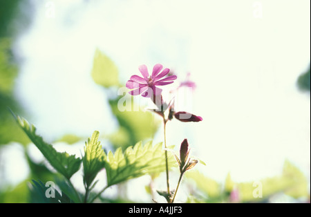 Rosa Blüten Silene Dioica Ardennen Belgien Europa Stockfoto