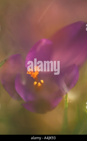 Crocus in einem Garten Bayern Deutschland Europa Stockfoto