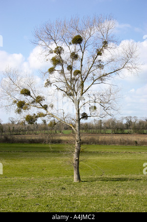 Wild Mistel wächst an einem Baum Stockfoto