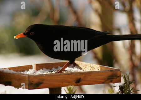 Männliche Amsel Turdus Merula Fütterung auf Birdtable im winter Stockfoto