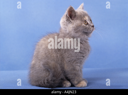 junge Britisch Kurzhaar - Sitzung Lateral - Ausschneiden Stockfoto