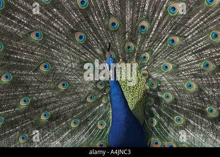 zeigt männliche Pfau - Los Angeles County Arboretum Stockfoto