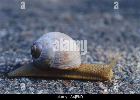 Schnecke mit Haus auf dem Rücken langsam... Stockfoto