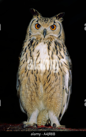 Rock-Uhu (Bubo Bengalensis).  Bengalen-Uhu (Bubo Bengalensis) indischer Uhu Stockfoto