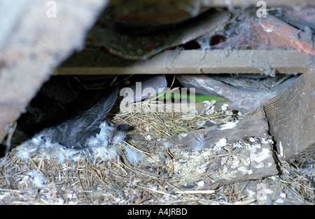 Gewöhnlicher Swift (Apus apus) einzigartiges Zuchtverhalten. Stockfoto