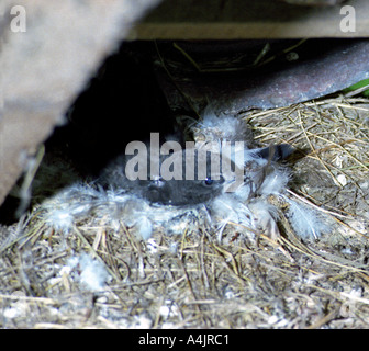 Gewöhnlicher Swift (Apus apus) einzigartiges Zuchtverhalten. Stockfoto