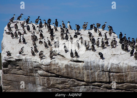 König Kormoran Phalacrocorax Atriceps Albiventer ruht auf Steilküste Falkland-Inseln Stockfoto