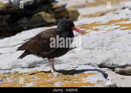 Schwärzlich Austernfischer Haematopus Ater Nest und Eiern Stockfoto