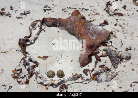Magellan Austernfischer Haematopus Leucopodus Nest und Ei Stockfoto