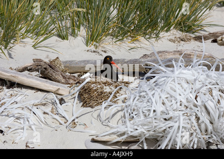 Magellan Austernfischer Haematopus Leucopodus nisten von Kunststoff Zeichenfolge warst am Strand von Falkland Stockfoto