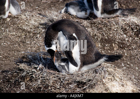 Gentoo Penguin Pygoscelis Papua Fütterung junger Falkland-Inseln Stockfoto