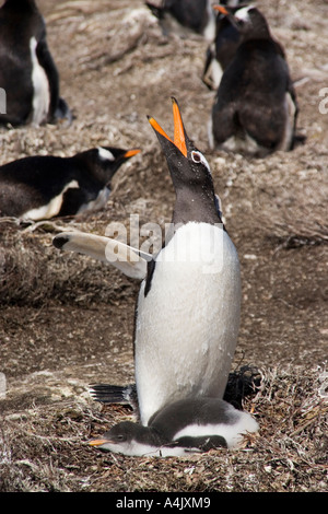 Gentoo Penguin Pygoscelis Papua Erwachsenen rufen am Nest mit jungen auf den Falkland-Inseln Stockfoto