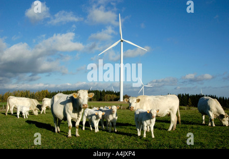 Windenergieanlagen in einem Kühe in einem Feld in Haute Loire. Der Auvergne. Frankreich Stockfoto