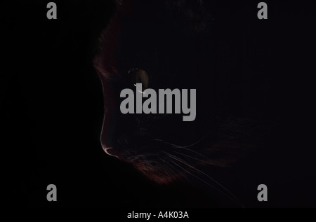 Schwarze Katze Kopfprofil auf schwarzem Hintergrund Stockfoto