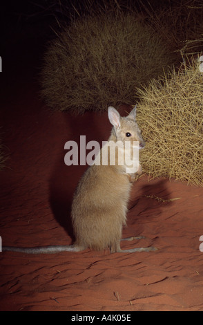Mala ein aka ein rufous Hase Wallaby Lagorchestes Hirsutus gefangen Stockfoto