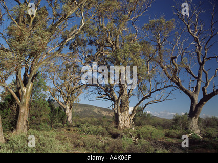 River rot Zahnfleisch Eukalyptus Camaldulensis südlichen Flinders reicht South Australia Stockfoto