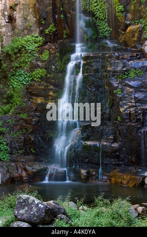 Minnamurra Regenwald in Budderoo Nationalpark, New South Wales, Australien Stockfoto