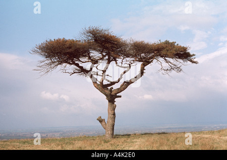 Einsamer Baum auf Chiltern Hills-England-Großbritannien Stockfoto