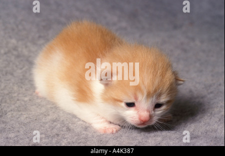 Ingwer und White Kitten 2 Wochen alt Stockfoto