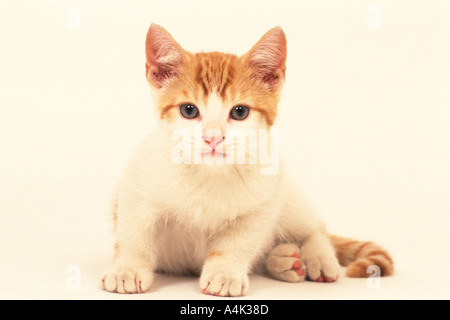 Inländische Katze Kätzchen 14 Wochen alt Stockfoto