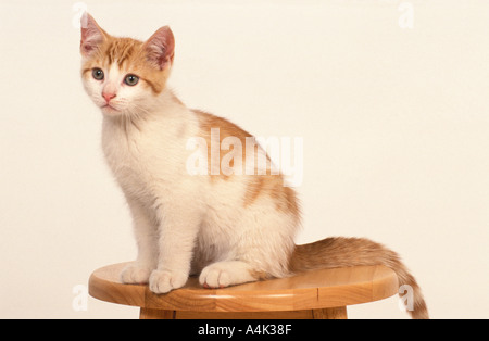 Inländische Katze Kätzchen 14 Wochen alt Stockfoto