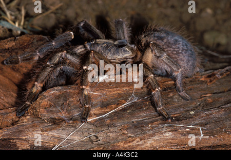 Vogelspinne gehörnten Pavian Spider Botswana Stockfoto