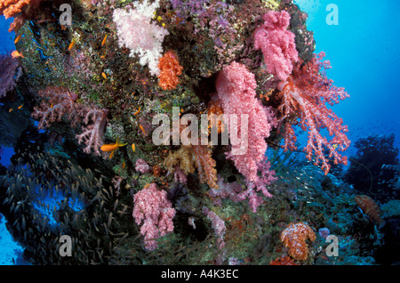 Soft-Coral-Similan-Inseln-Thailand Stockfoto