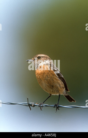 Schwarzkehlchen Saxicola Torquata Erwachsenfrau thront auf Stacheldraht, Extemadura, Spanien Stockfoto