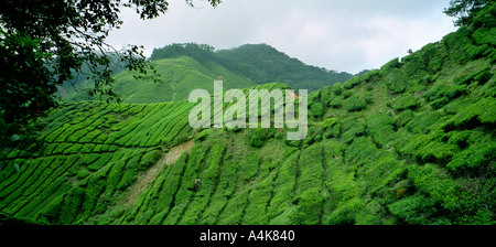 Tee Felder Cameron Highlands in der Nähe von Tanah Rata und Taiping Malaysia Stockfoto