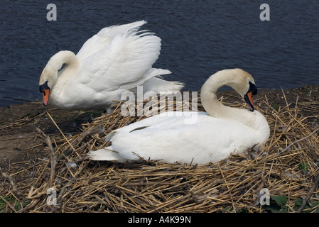 Höckerschwan Cygnus Olor, weibliche und männliche, Stift und Maiskolben am nest Stockfoto