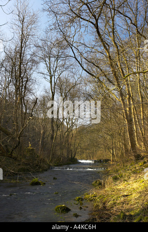 Blick auf den Fluß Lathkill durch Lathkill Dale im Peak District in Derbyshire Stockfoto