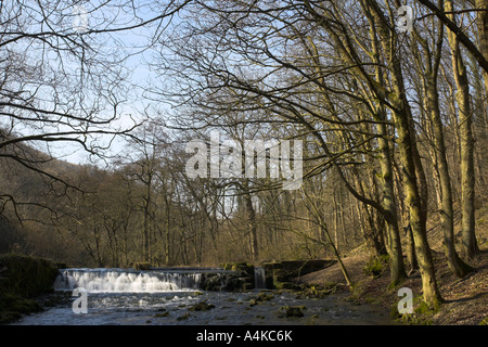 Blick auf den Fluß Lathkill durch Lathkill Dale in der Peak District National Park in Derbyshire Stockfoto