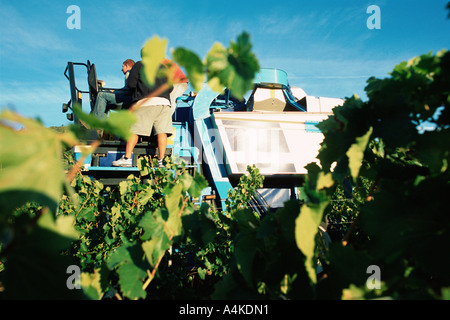 Grape harvest Stockfoto