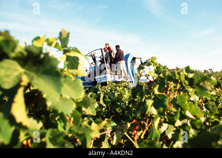 Grape harvest Stockfoto
