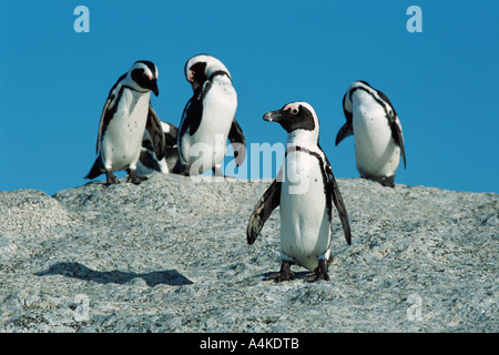 Süd-Afrika, Kap-Halbinsel, Jackass Pinguine Stockfoto