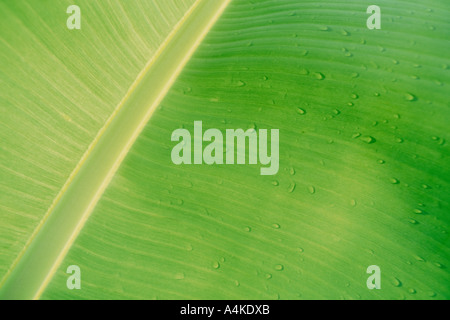 Tropfen Wasser auf Bananenblatt, Nahaufnahme Stockfoto