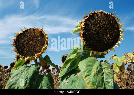 Sonnenblumen Stockfoto