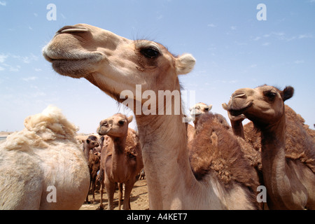 Süd-Tunesien, Dromedare Stockfoto