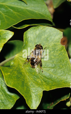 Drohne-Fly (Eristalis Tenax) im Vereinigten Königreich Stockfoto