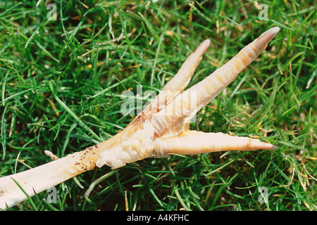 Huhn-Fuß Stockfoto