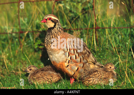 Rote legged Rebhuhn Alectoris Rufa Erwachsene und zwei Küken auf dem Rasen in warmes Licht Stockfoto