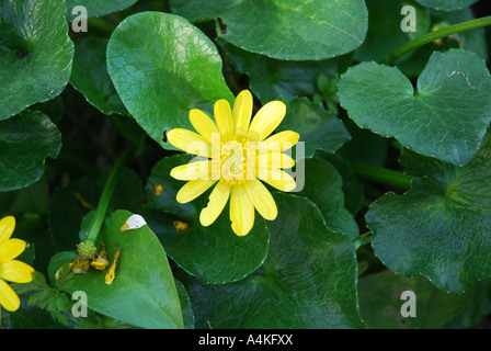 Kleinen Schöllkraut, Ranunculus ficaria Stockfoto