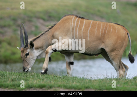 Gemeinsame Eland - Tragelaphus Oryx Stockfoto