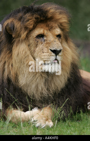 Große alte männliche Löwe - Panthera leo Stockfoto