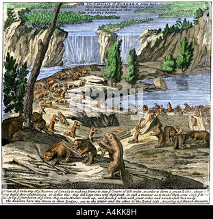 Biber bei der Arbeit unter Niagara Falls frühen 1700er. Hand - farbige Holzschnitt Stockfoto