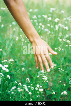 Hand zu berühren Rasen Stockfoto
