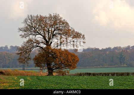 Chiltern Landschaft 1 in der Nähe von Great Missenden England Großbritannien Stockfoto