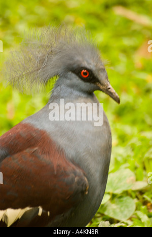 Goura Victoria kürte die Pigeon, die größte Taube der Welt, ein Einwohner von Papua-Neuguinea Stockfoto