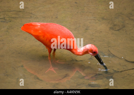 Ein südamerikanischer Scarlet ibis im KL Bird Park in Kuala Lumpur Stockfoto