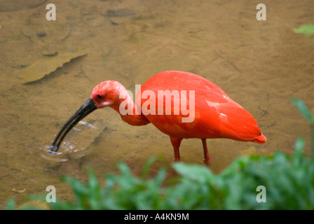 Ein südamerikanischer Scarlet ibis im KL Bird Park in Kuala Lumpur Stockfoto